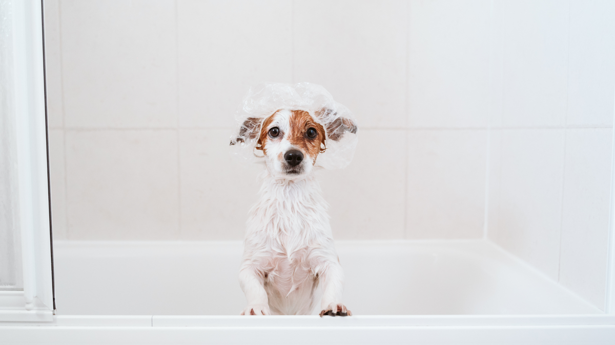 3 Pro Tips for Maintaining A Clean Home With Pets