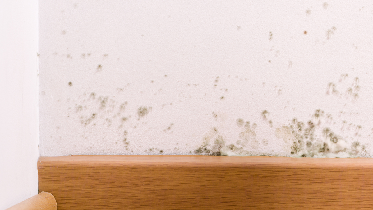 3 Tips For Household Mould Prevention Recommended by Professional Cleaners