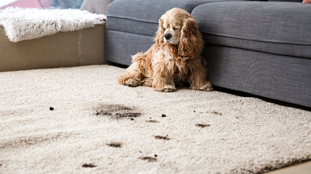 3 of the BEST Hacks to Make Your House Smell Nice with Dogs