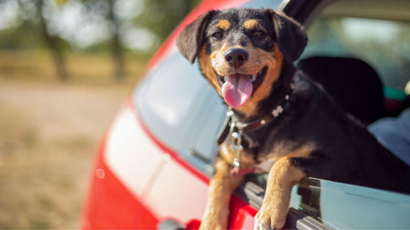 3 of the BEST Pet-Friendly Cleaning Products for Pet Parents