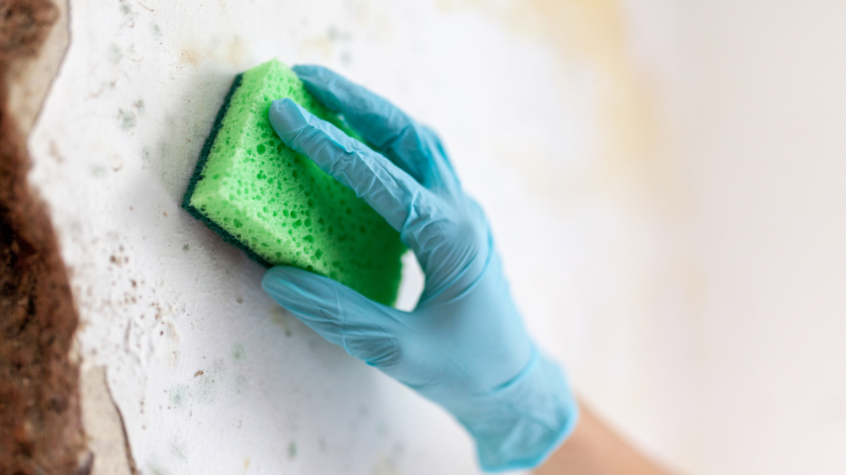 The Hidden Dangers of Household Mould and How to Keep It Out of Your Home