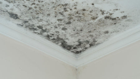 What Is The Best Home Remedy For Removing Mould? (5 Must-Know Steps To Banish Mould)
