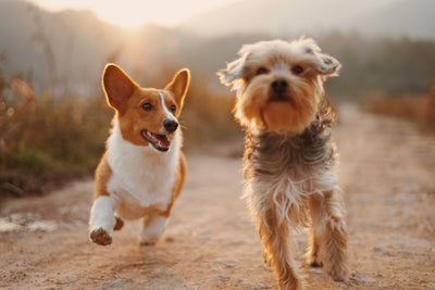 5 Quick Cleaning Tips for Homes with Pets